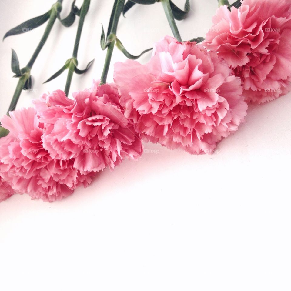 Close-up of pink flower