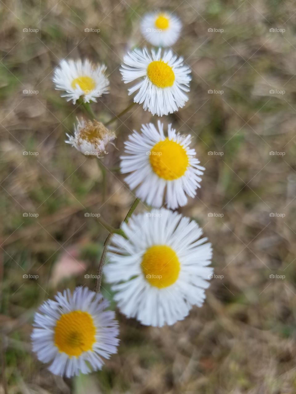 Tiny Flowers Come in Multiples