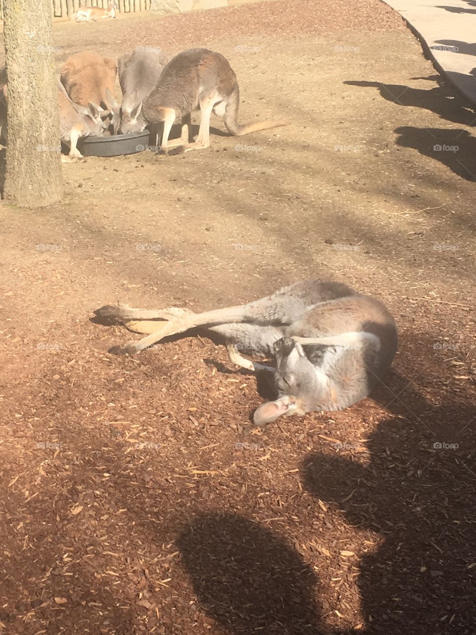 Lazy kangaroo 