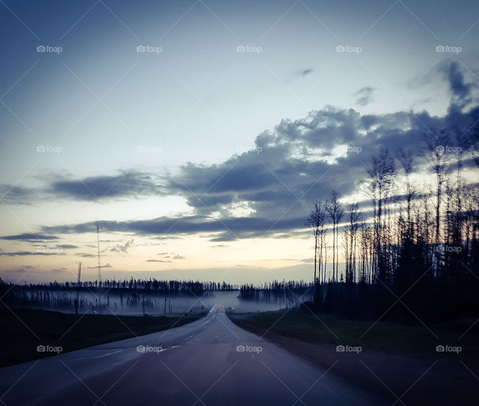 frog on a long road after a forest fire