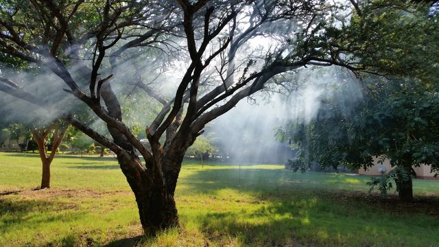 The sun is setting with the smoke from a fire through the tree makes for an intresting photo
