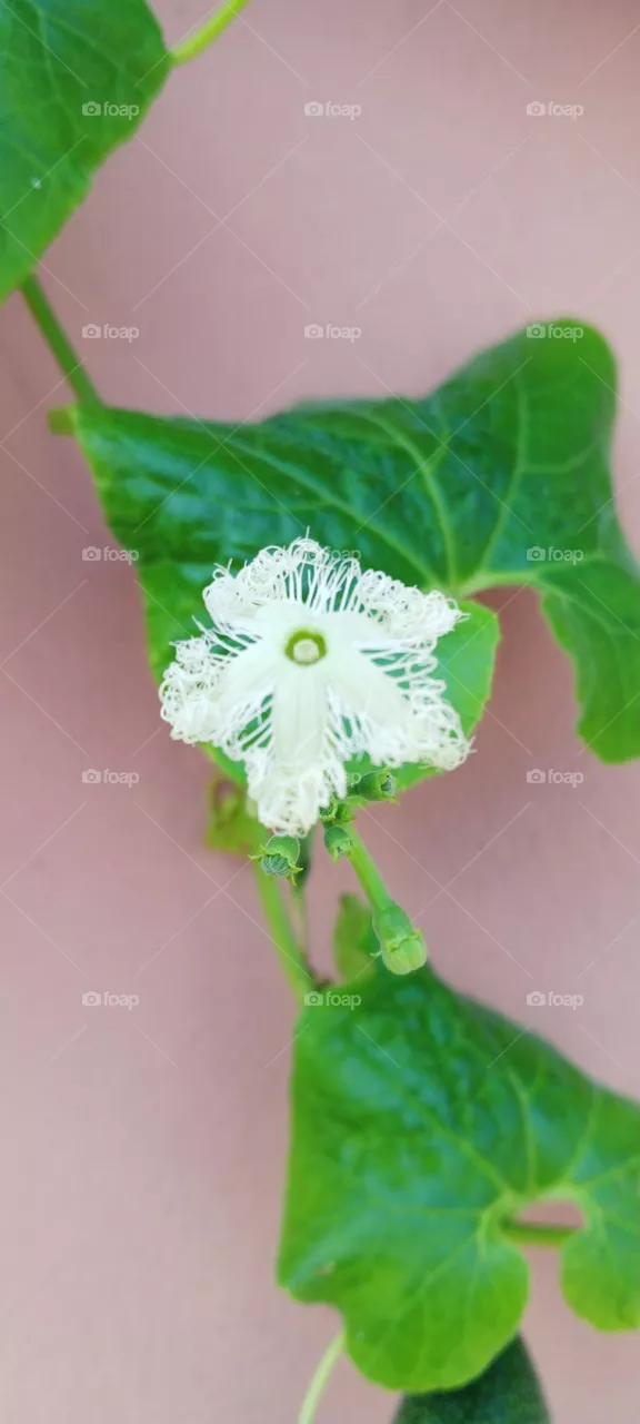 Snake Gourd Flower
