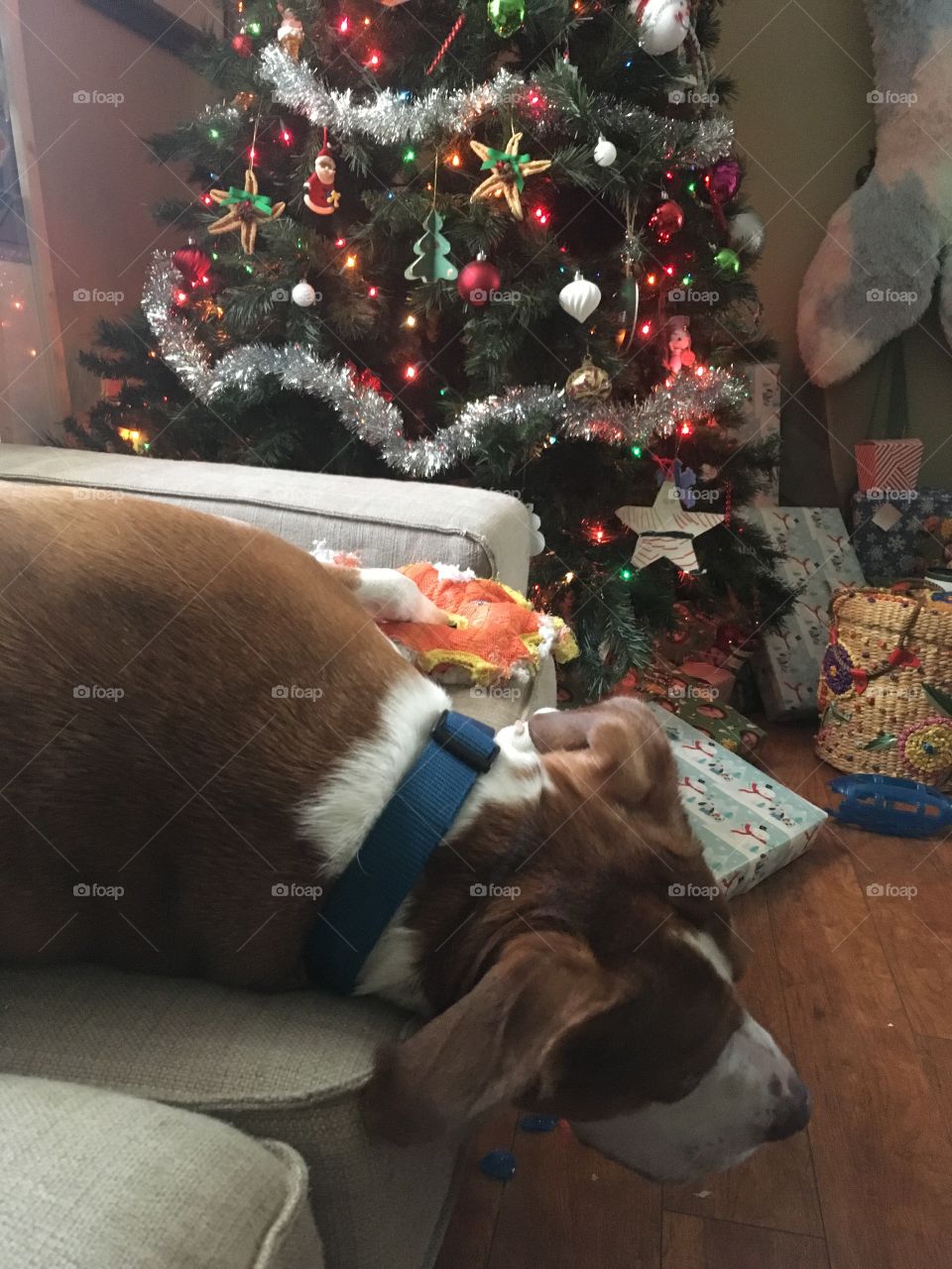 Rescue dog playing with his toy 🧸