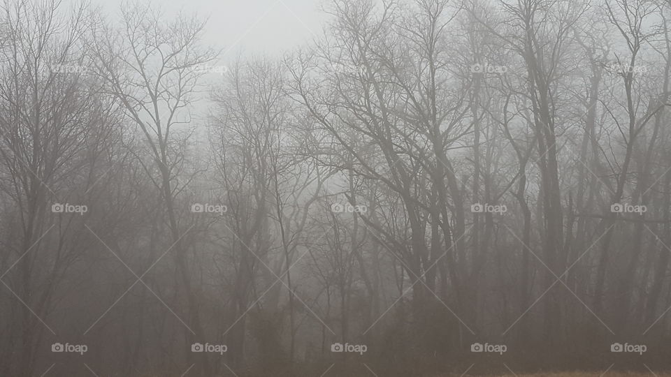 foggy forest