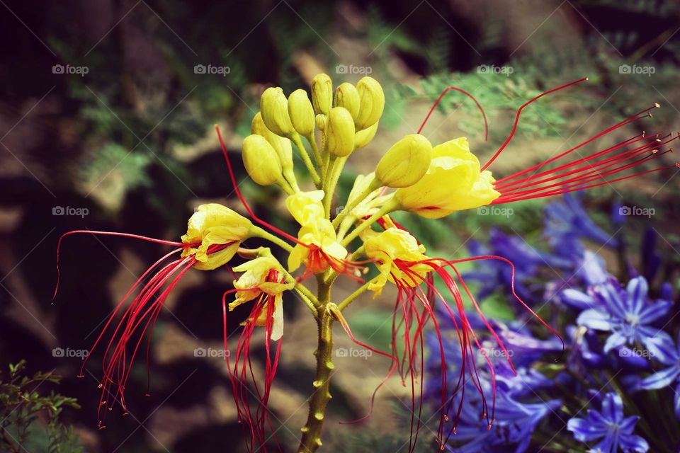 Yellow and red flower