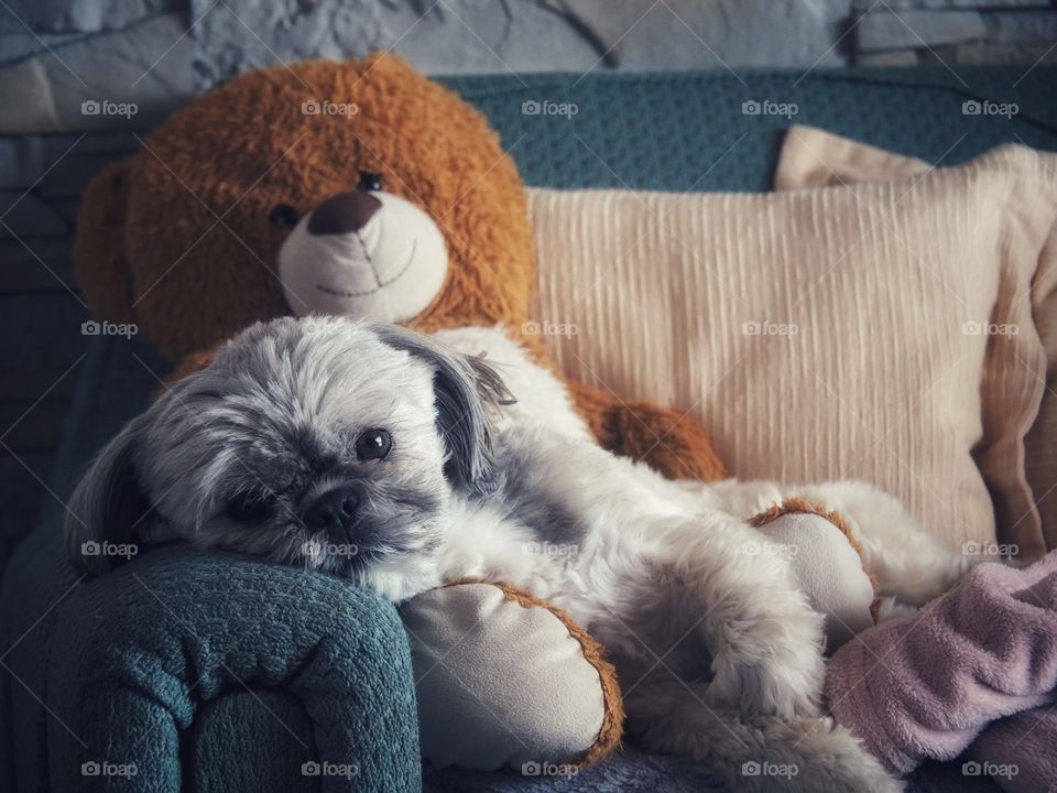 lazy dog with teddy bear