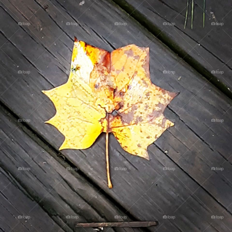 Yellow Leaf on Wooden Waljway