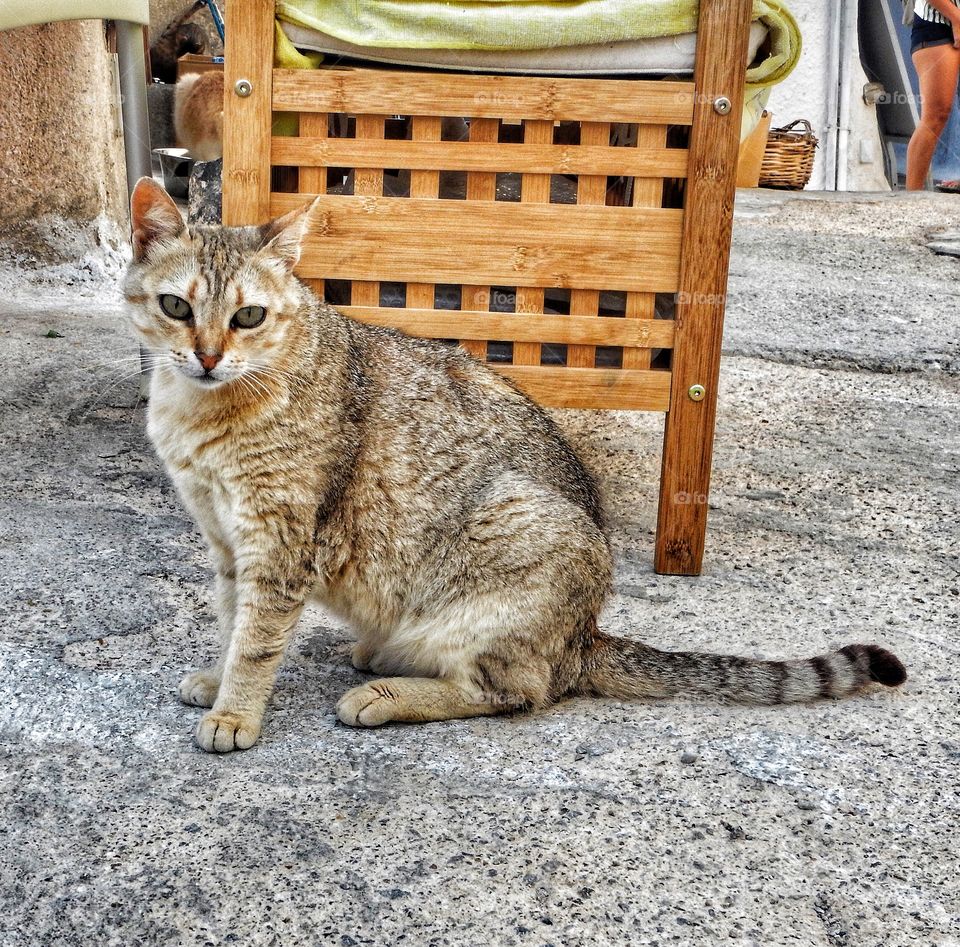 Santorini cat