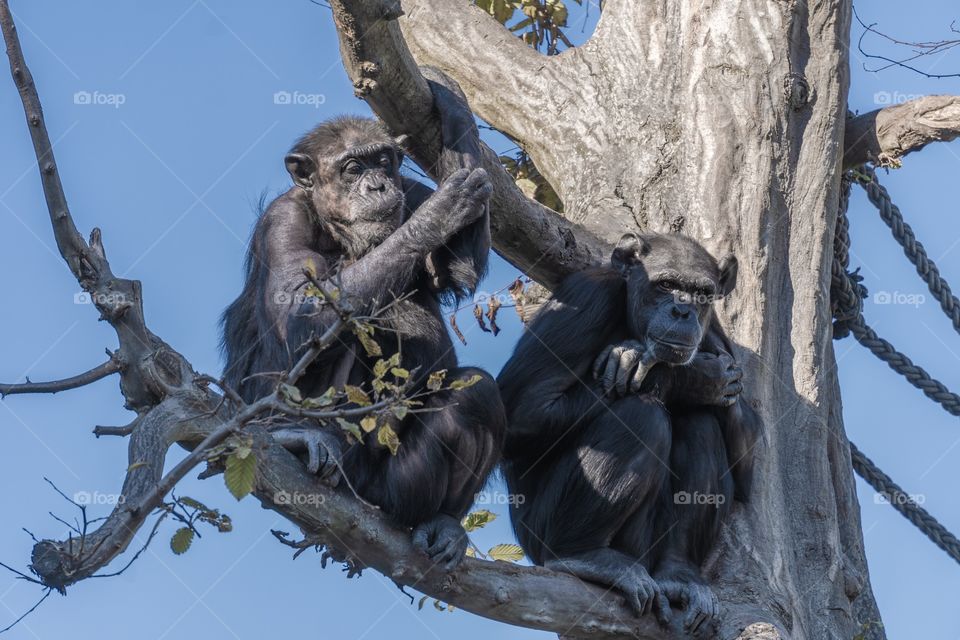 Affen im Baum
