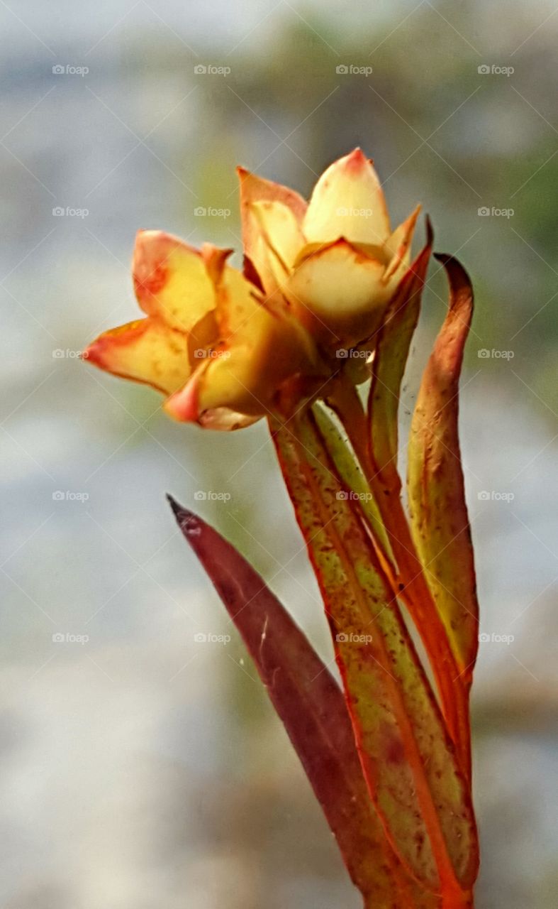 Nature, No Person, Leaf, Flower, Flora