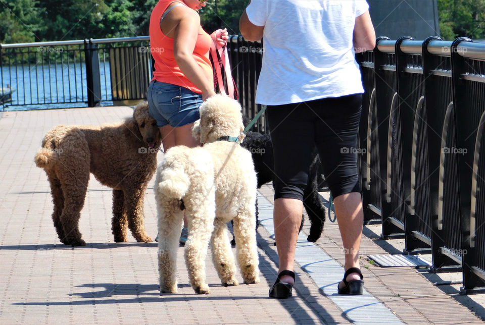 Walking our dogs on a sunny day