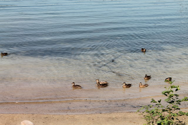 Duck