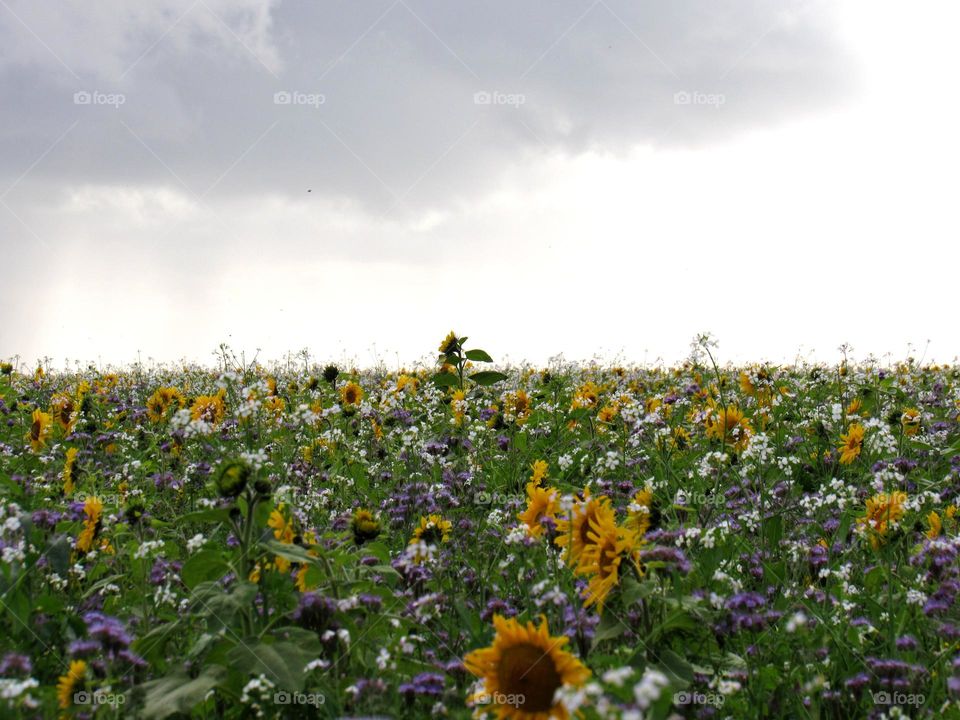 sunflower field