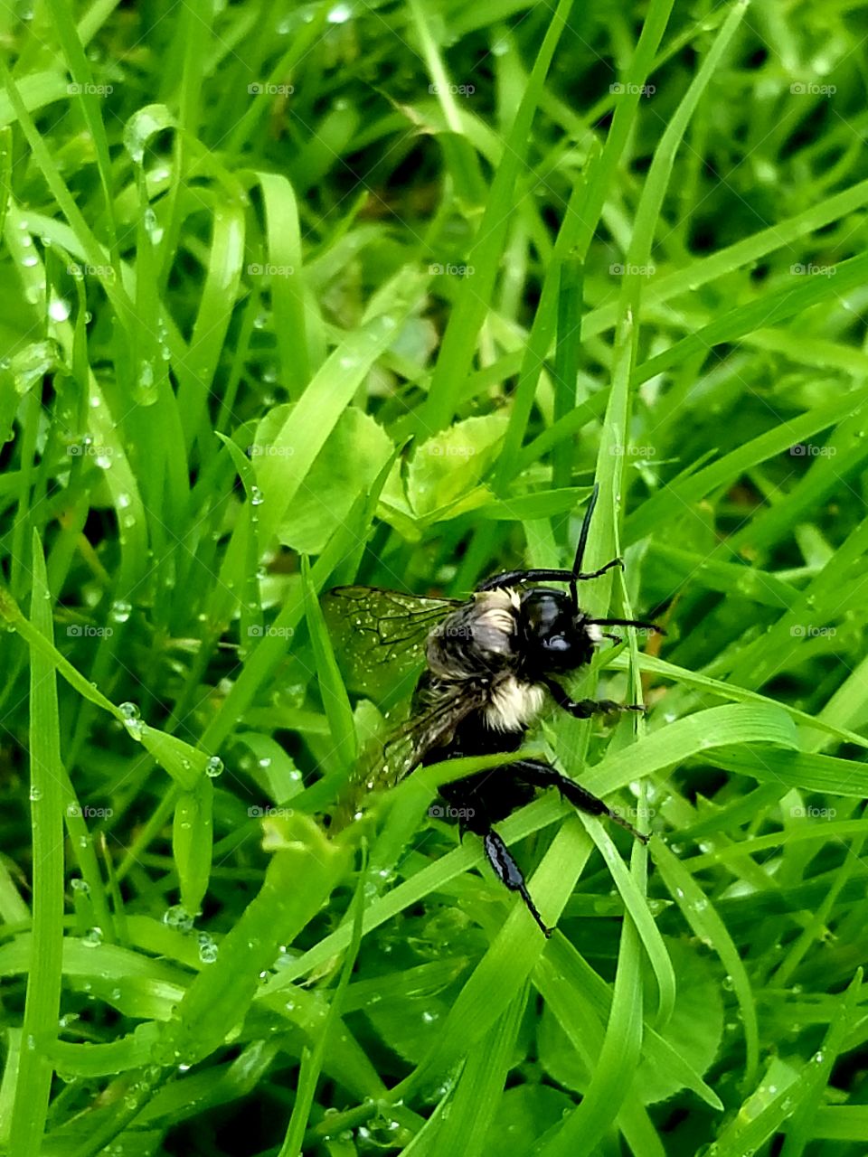 Beautiful bee in the rain
