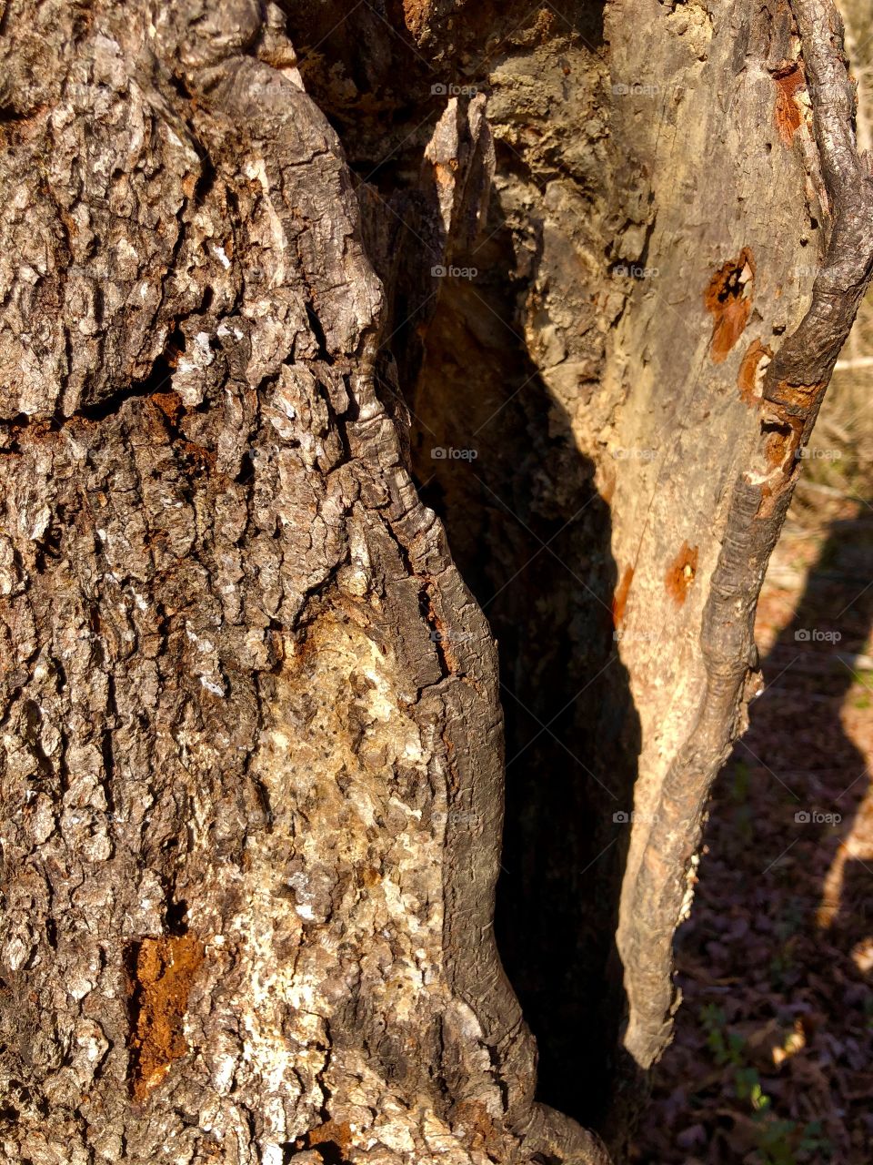 Inner and outer bark on hollow tree
