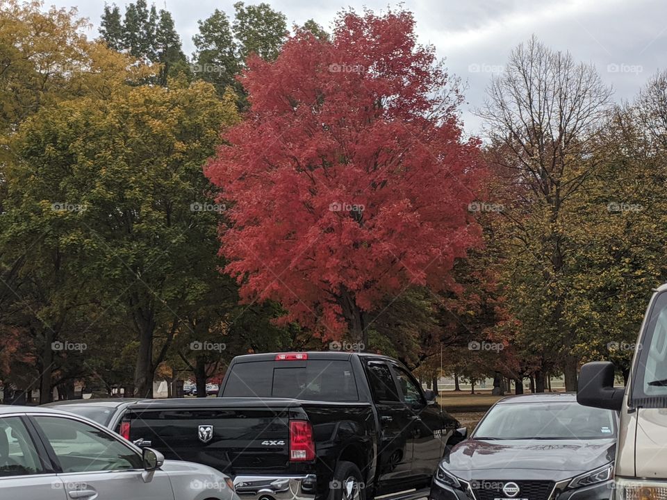 Beautiful Autumn 🏵️🏵️ Colours ❤️ I love Autumn the most as it adds the beauty of our nature with it's colourful leaves that looks like flowers 🌸🌸🌸