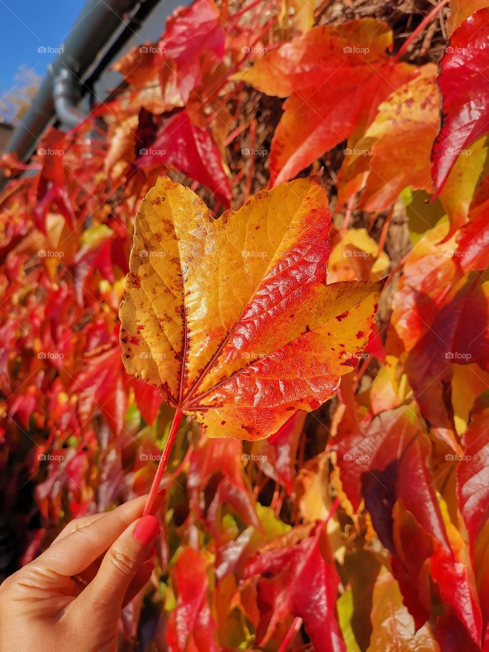 Autumn time, autumn vibes. Leaves are falling... Colourful atmosphere.