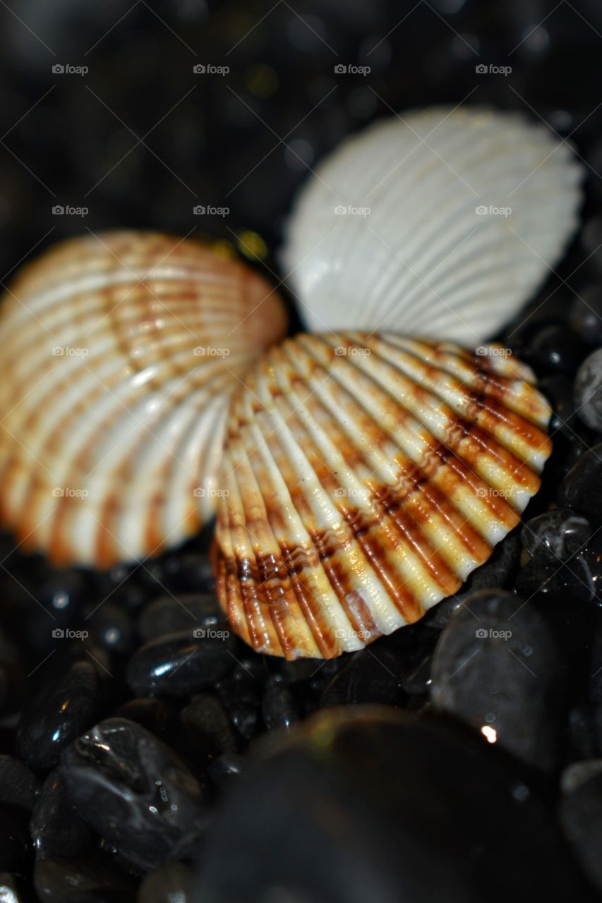 Sea shells