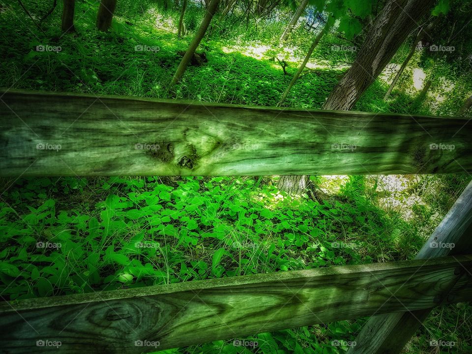 Green Wood 