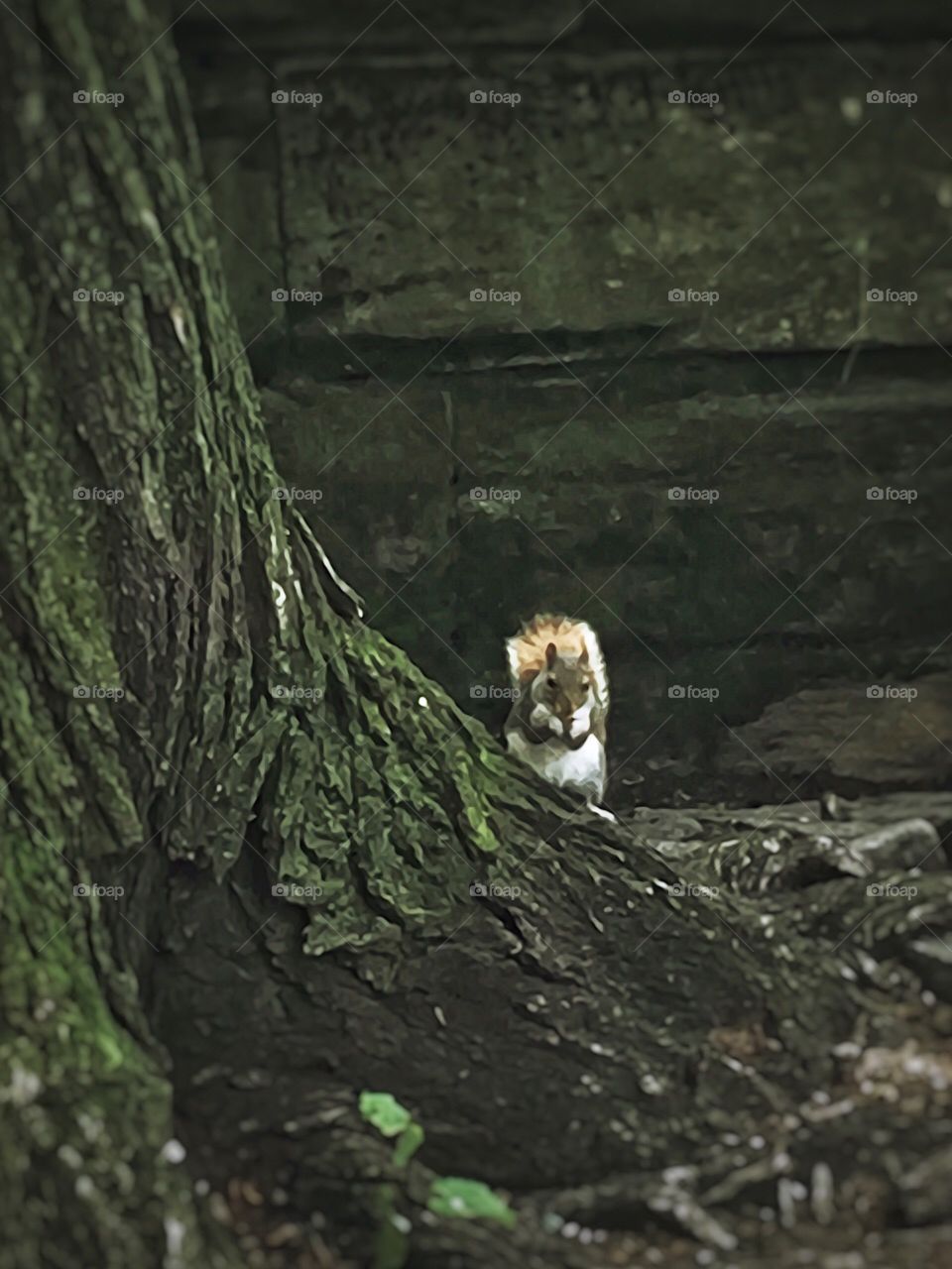 Squirrel - Central Park, New York City,. Instagram,@PennyPeronto