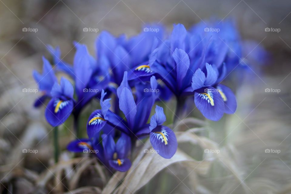 Blue irises