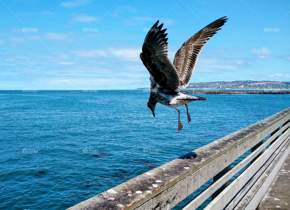 An immature California Gull erupts into flight at my approach. Since it had already ascertained I had no treats to share!