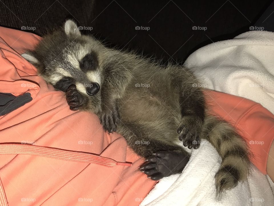 Sleeping Baby Raccoon