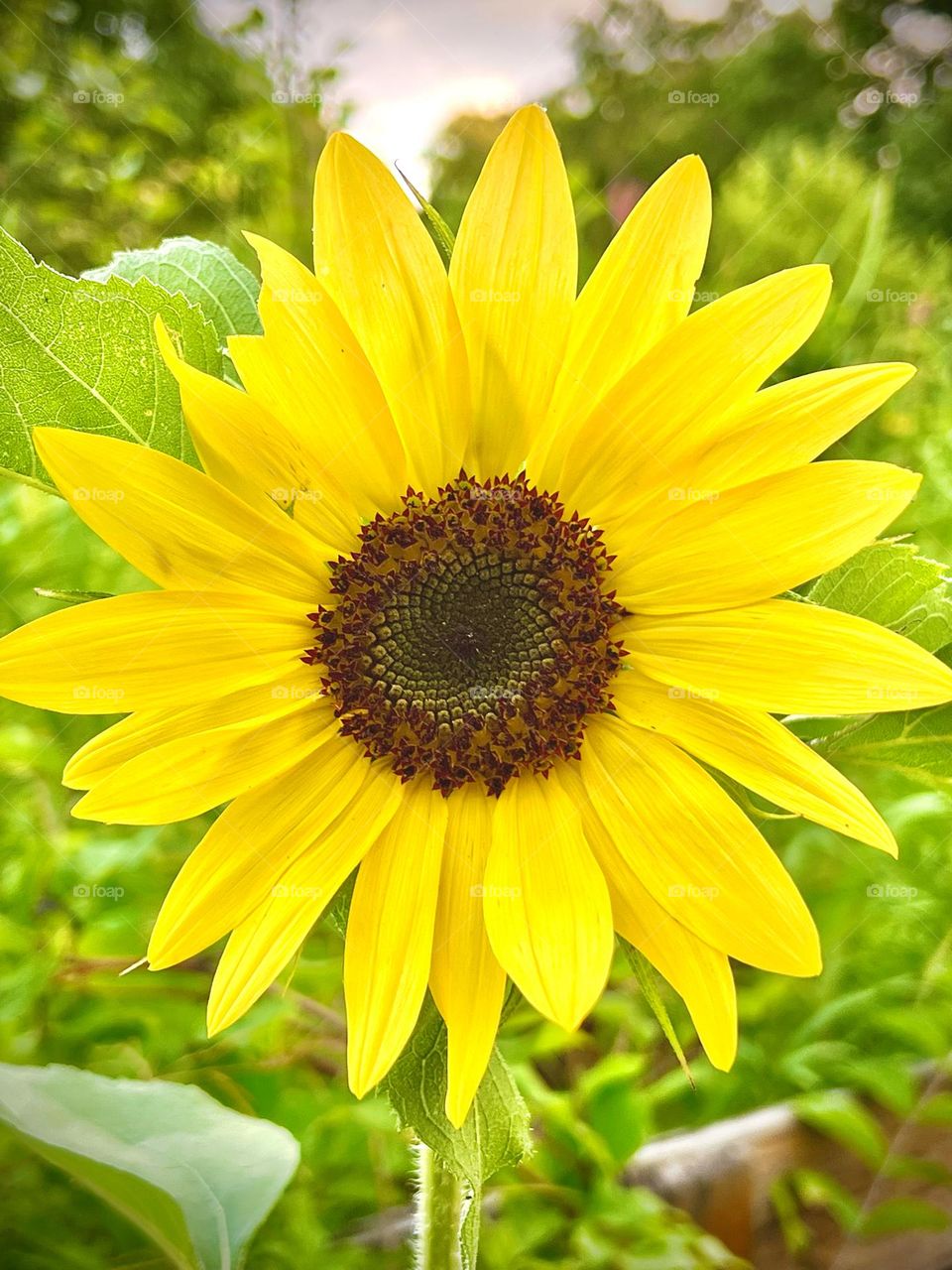 Bright yellow sunflower 