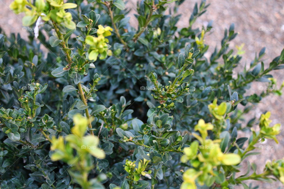 Close-up macro shot of green plant