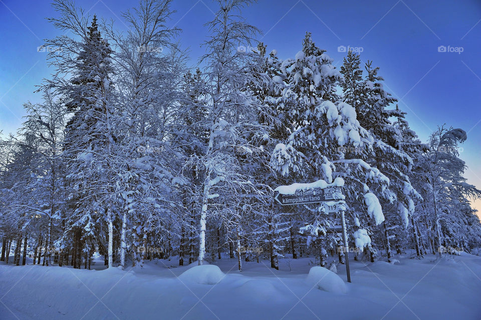 Frozen trees in winter