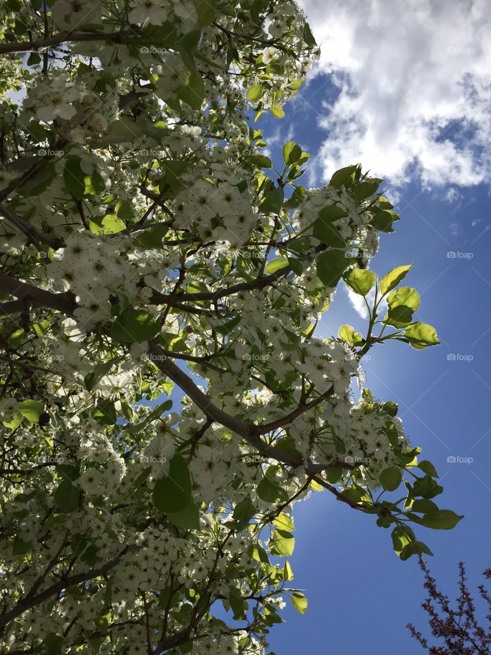 Sunshine Through Cherry Blossom Trees