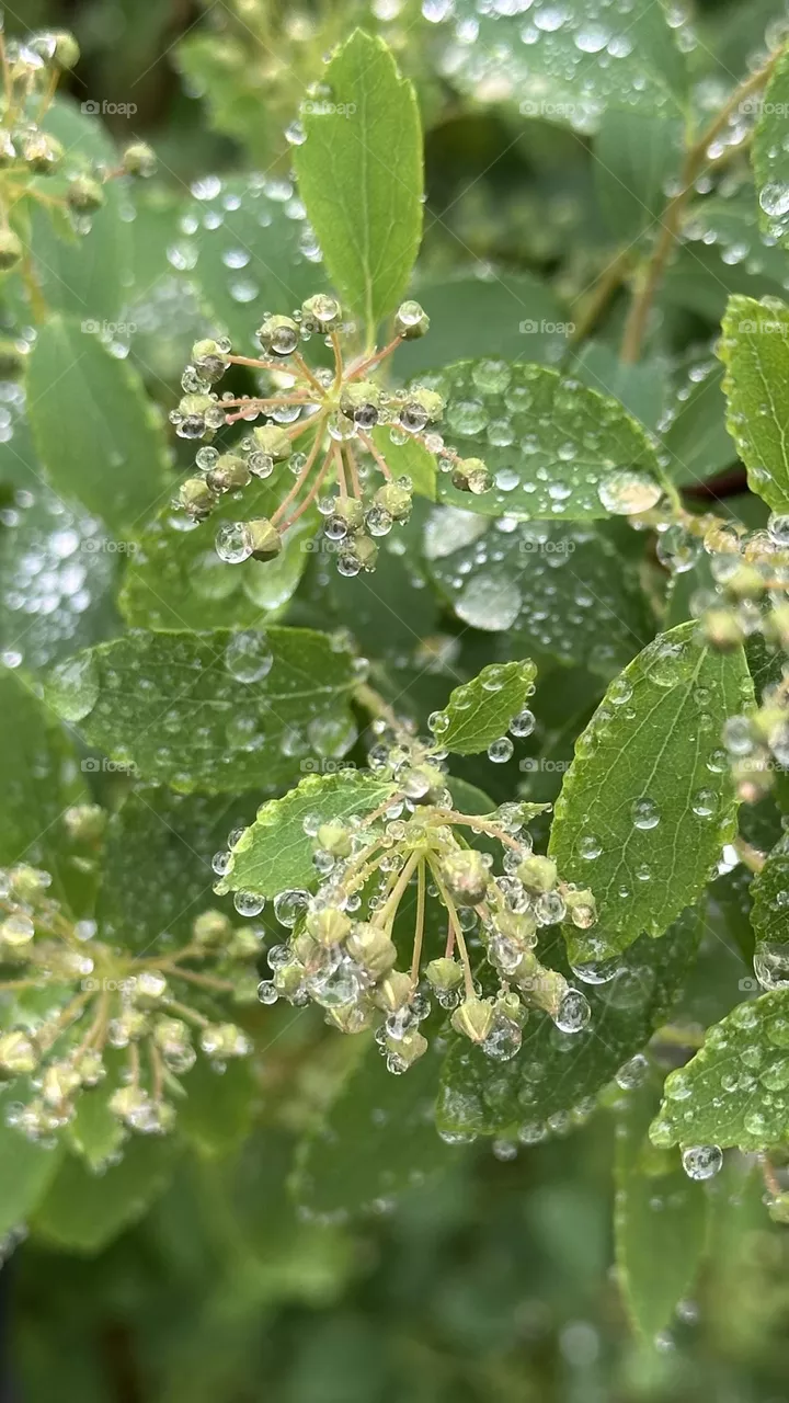 Dew plant