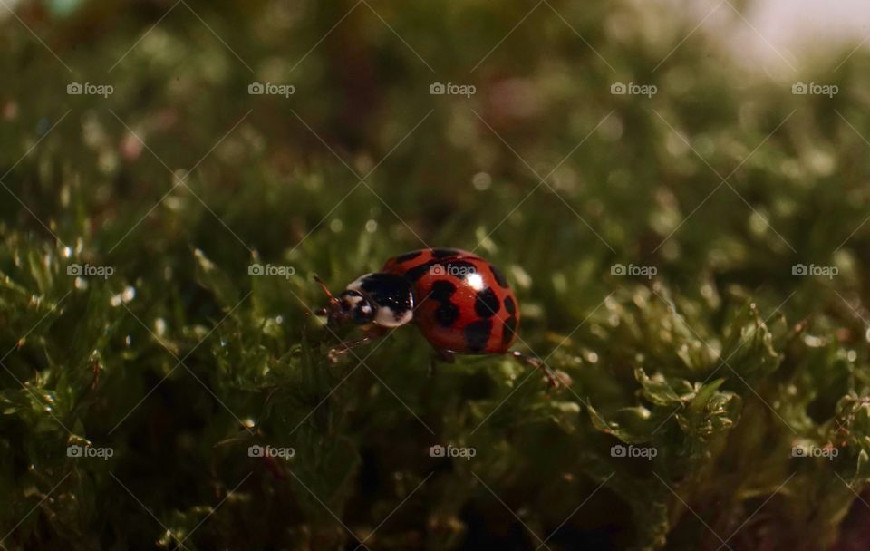 Beautiful red ladybug with closeup of face.