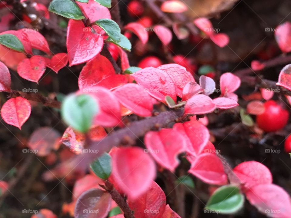 Close-up of vibrant color leaves