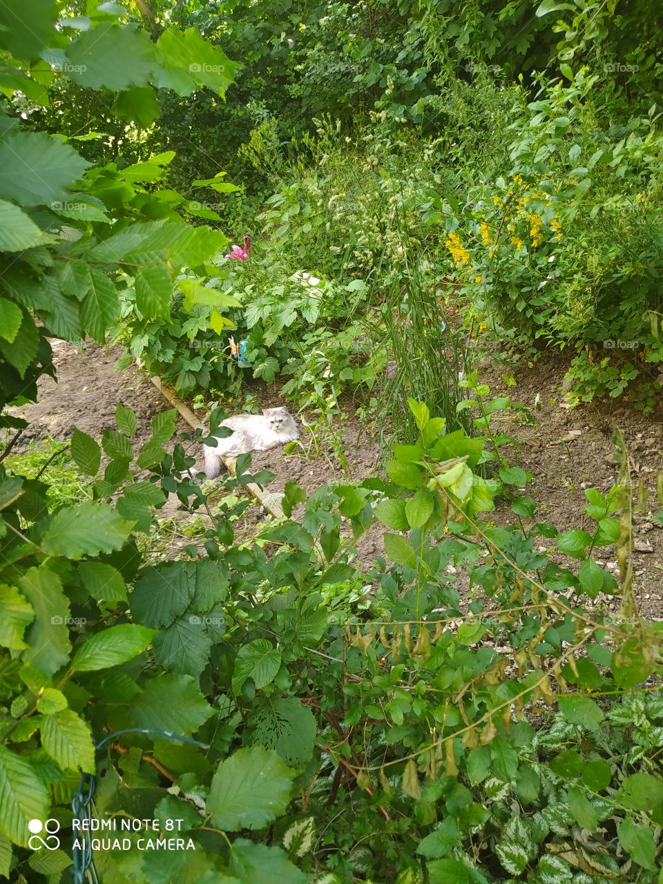 Cat in the Nature