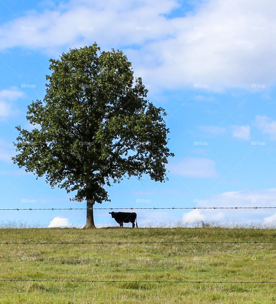 A lone black cow standing in a pasture under a lone tree on a sunny summer day. 