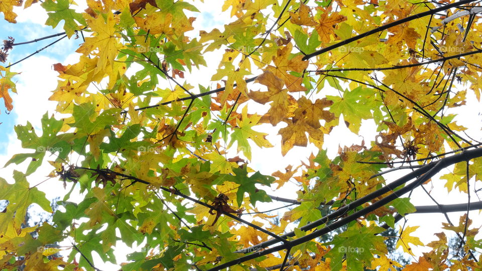 During autumn as the days shorten, the chlorophyll in green leaves degrades to expose the yellow and orange pigments.