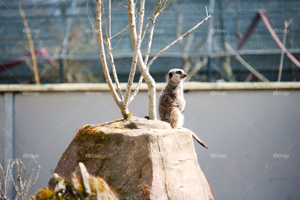 Meerkat at fivesisters zoo