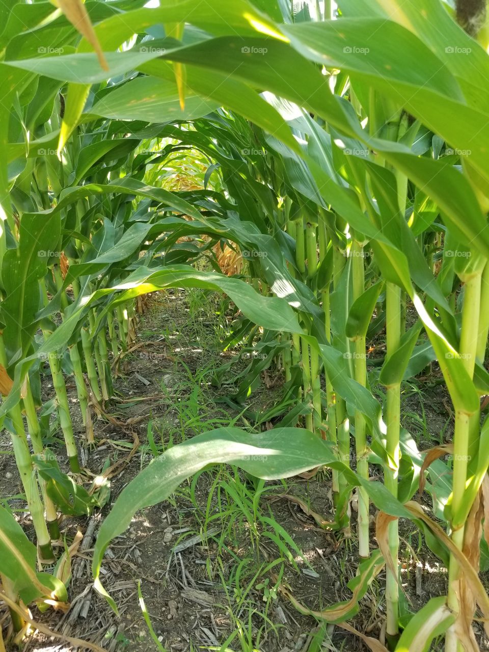 inside the corn field