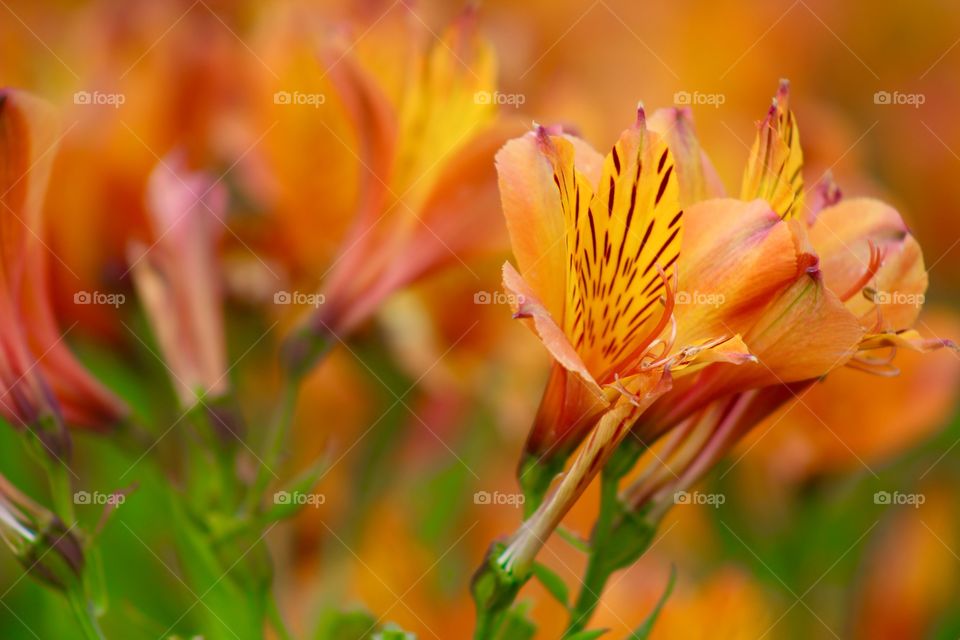 Orange flower on plant