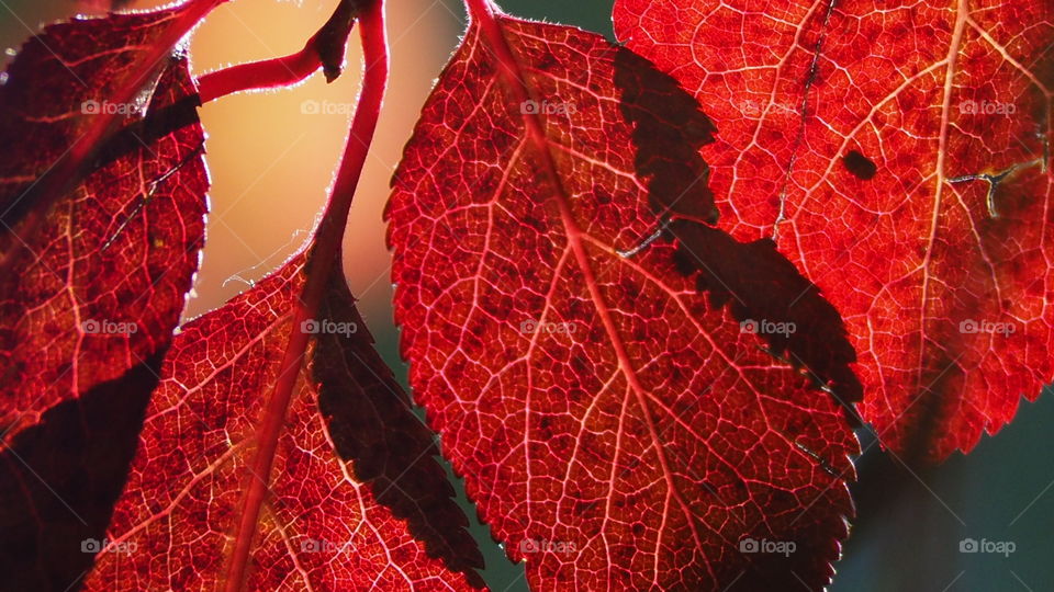 El Capricho,  colores