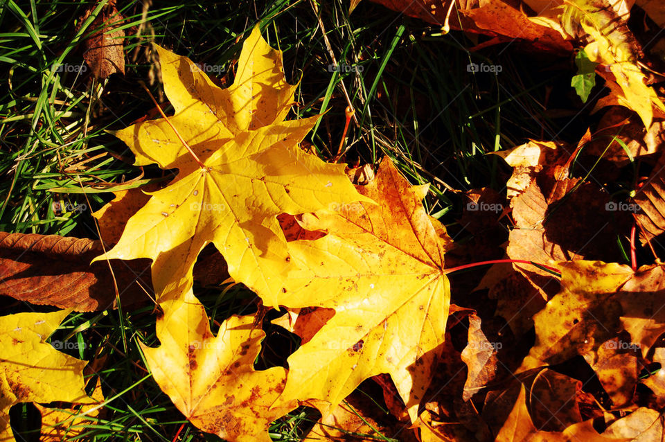 Yellow leaf