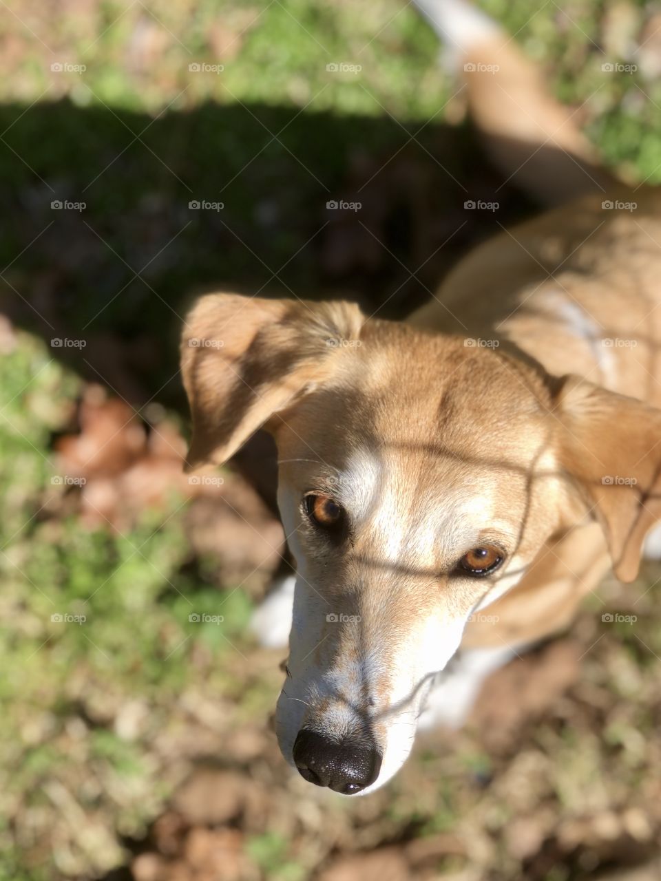 Shadow of chain link fence across tan and white pet hound dog in backyard 