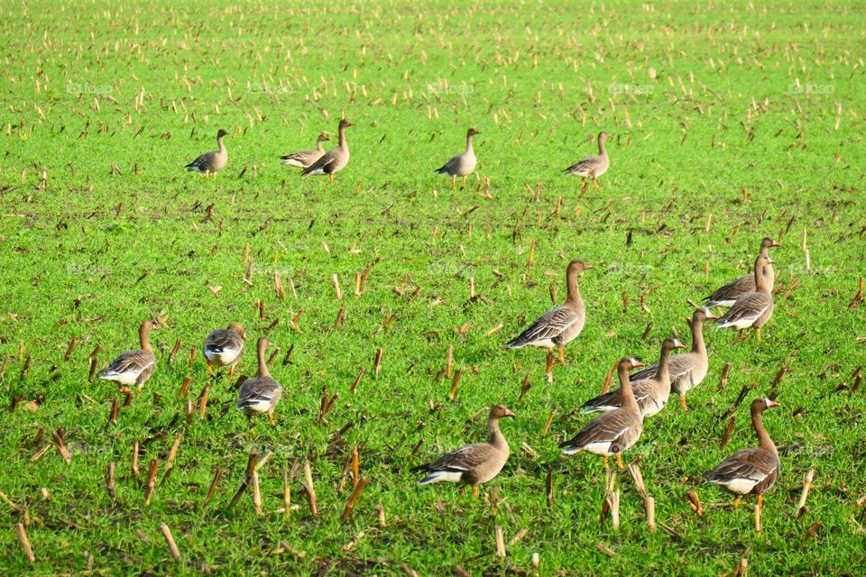 Graugänse auf einer Wiese