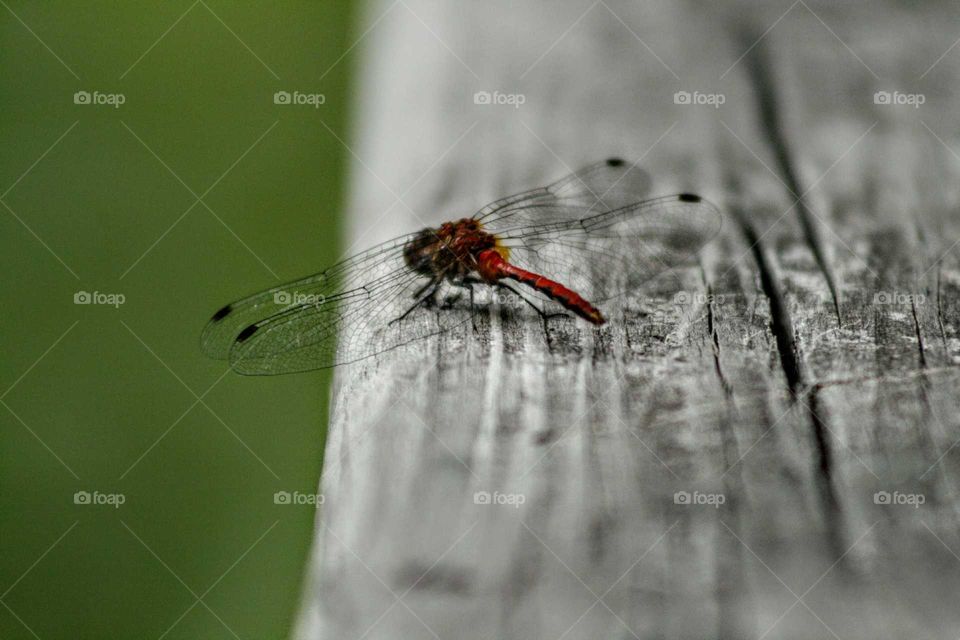 dragonfly