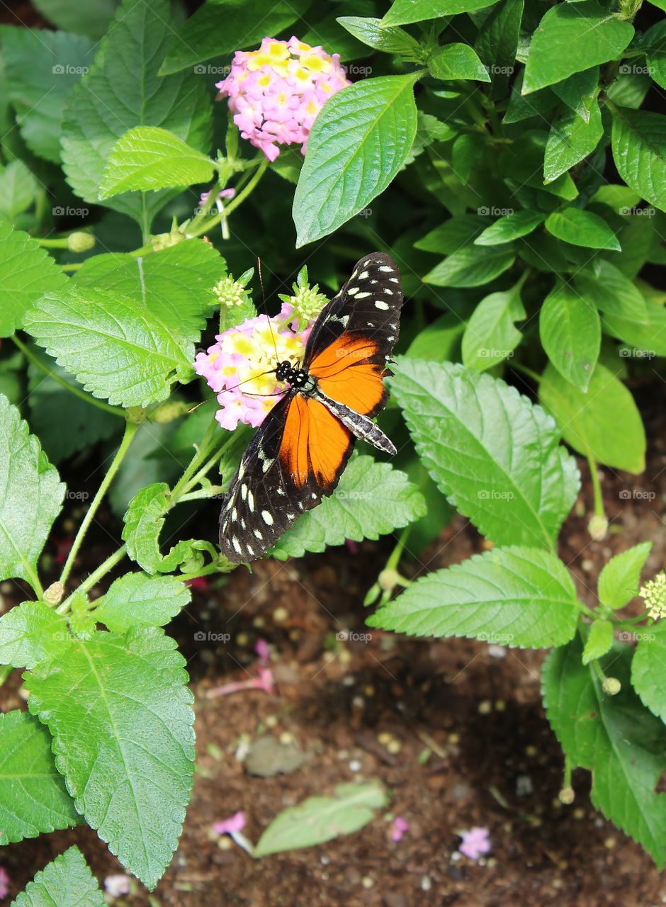Nature, No Person, Flower, Summer, Leaf