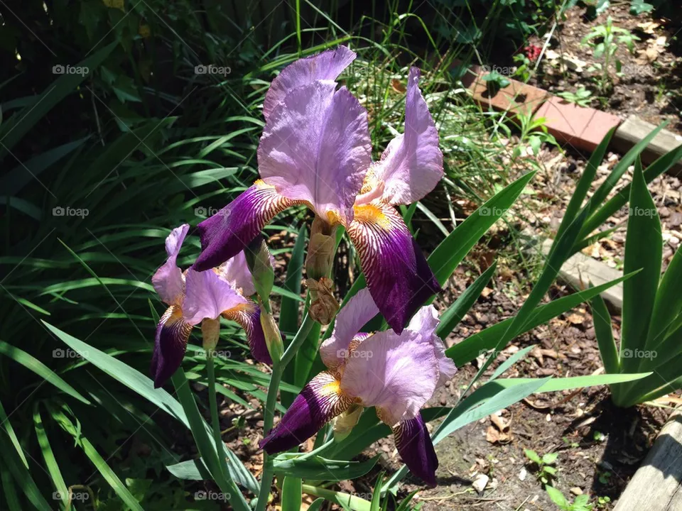 Iris