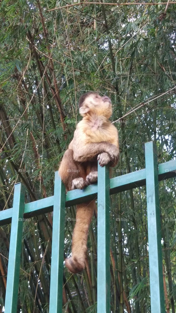 macaco