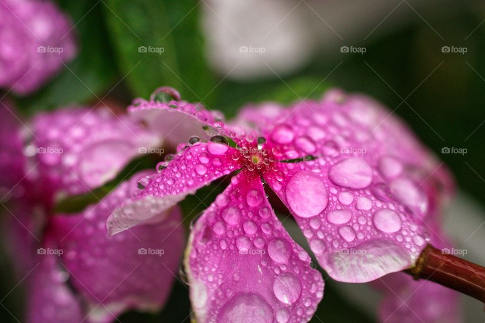 Raindrops on a pink flower