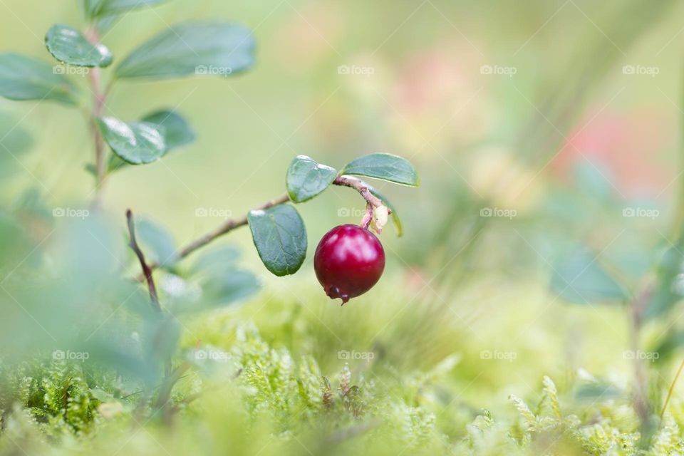 Macro shot of the last red ripe lingonberry on the branch growing in deep green moss 